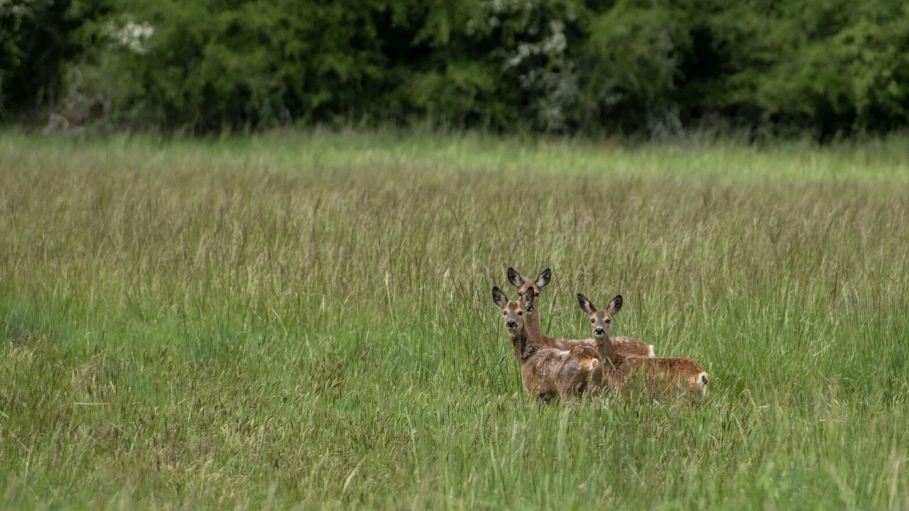Photo of Others in Saint-Aignan-le-Jaillard