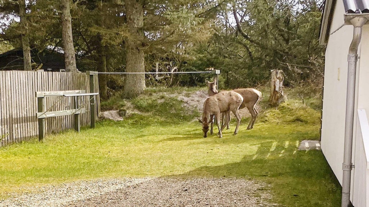 Photo of Outdoor in Vejers
