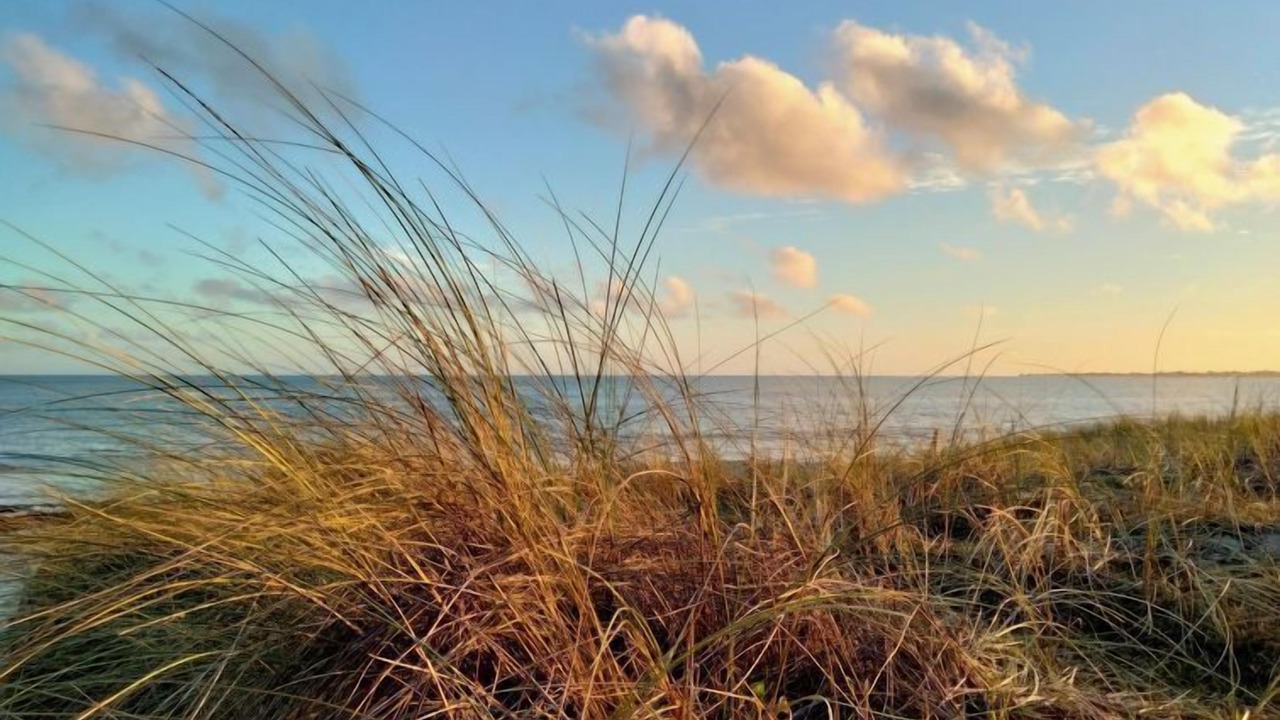 Photo of Others in Plovan