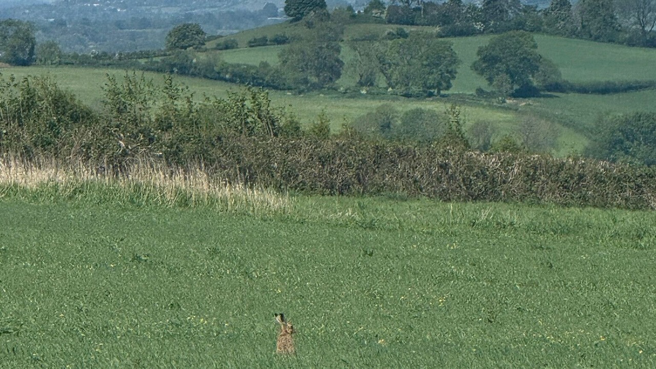 Photo of Others in Redlynch