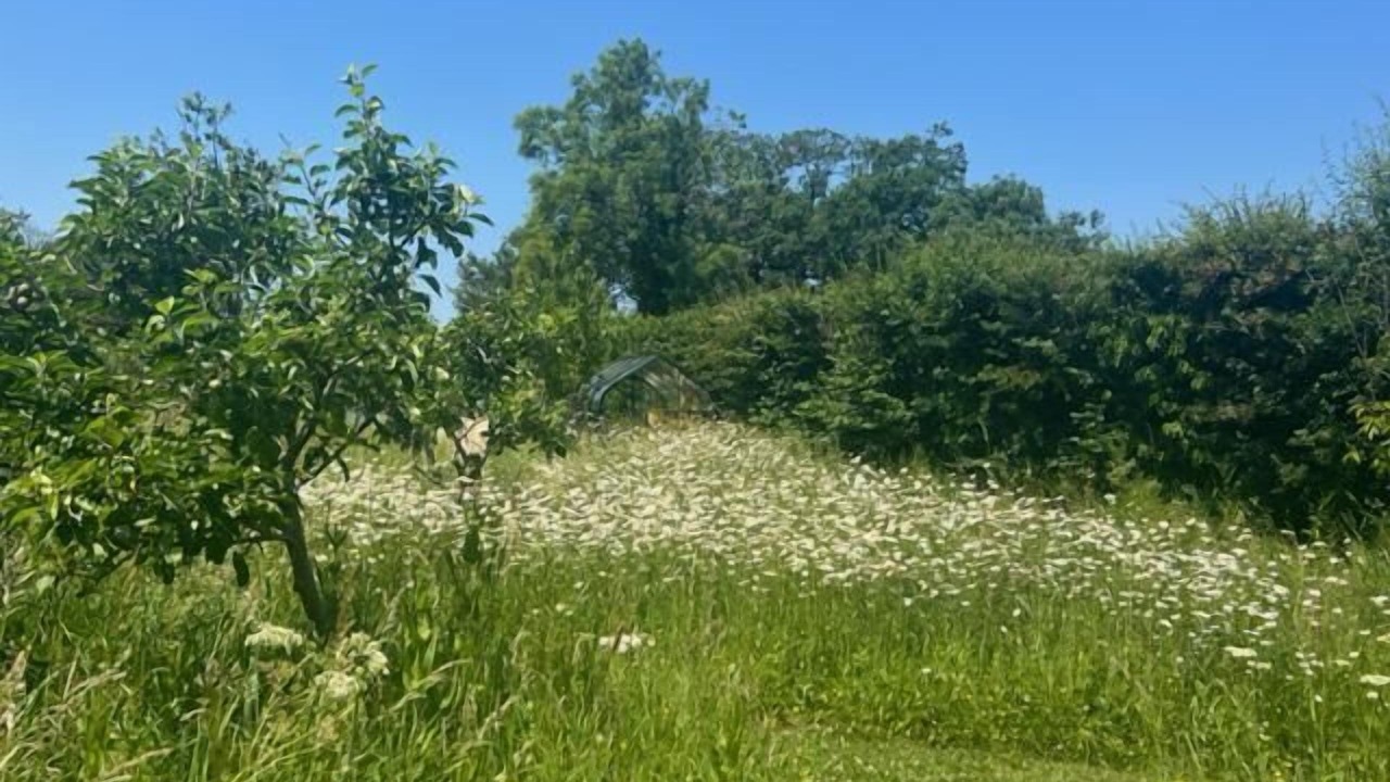 Photo of Others in Redlynch