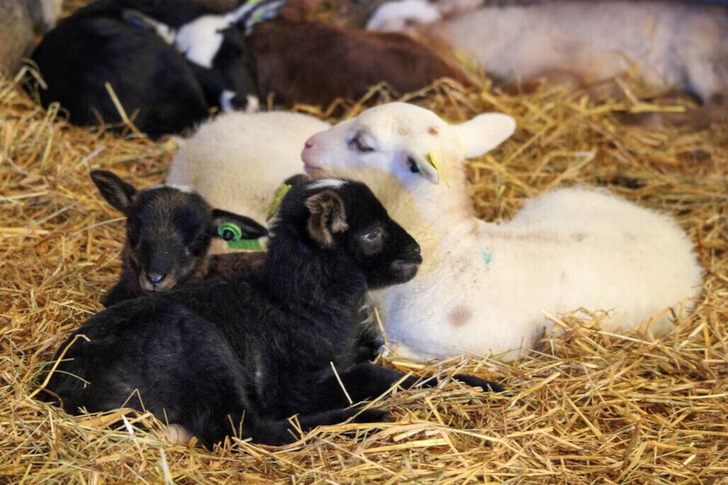 Photo of Others in Verdun-en-Lauragais