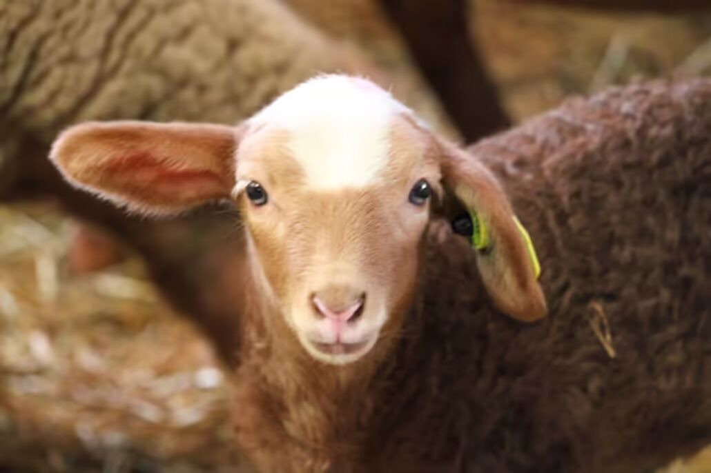 Photo of Others in Verdun-en-Lauragais
