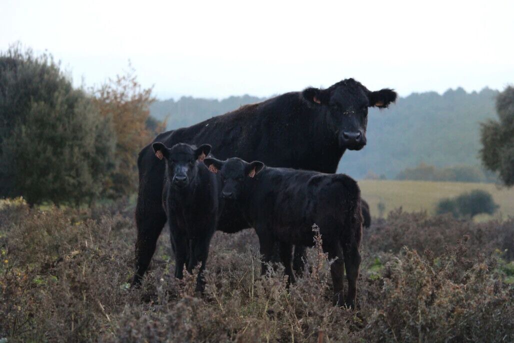 Photo of Others in Verdun-en-Lauragais