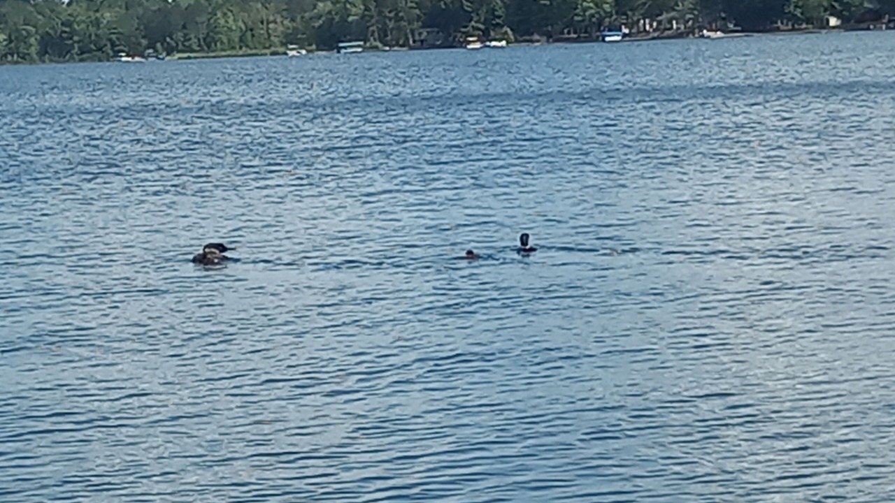 Photo of Others in Bigfork