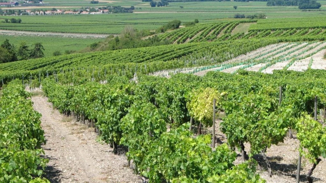 Photo of Others in Saint-Preuil