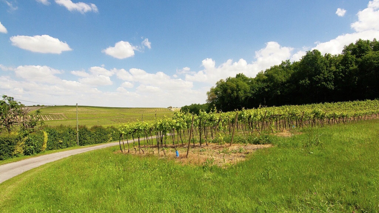 Photo of Others in Saint-Preuil