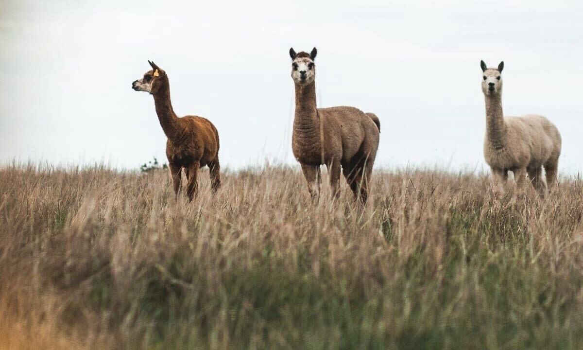Photo of Others in Heathcote