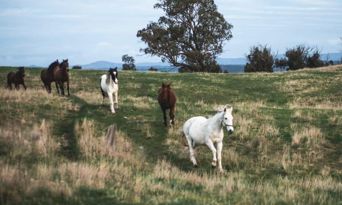 Photo of Others in Heathcote