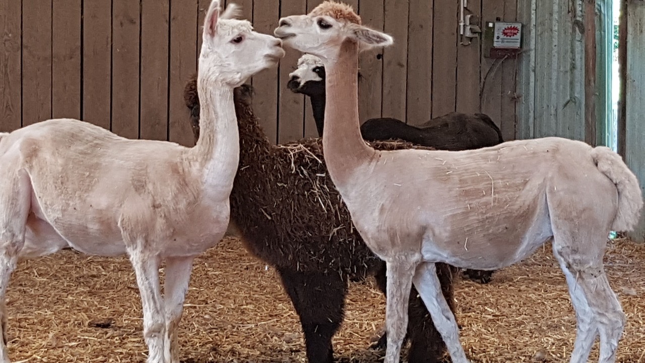 Photo of Others in Javene