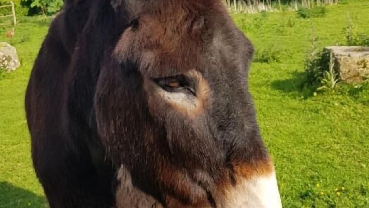 Photo of Others in Ploumilliau