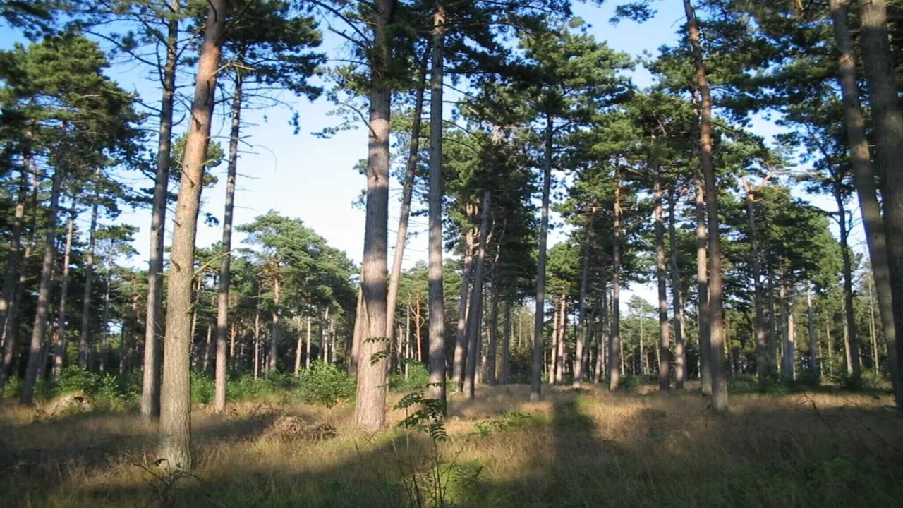 Photo of Others in Marielyst