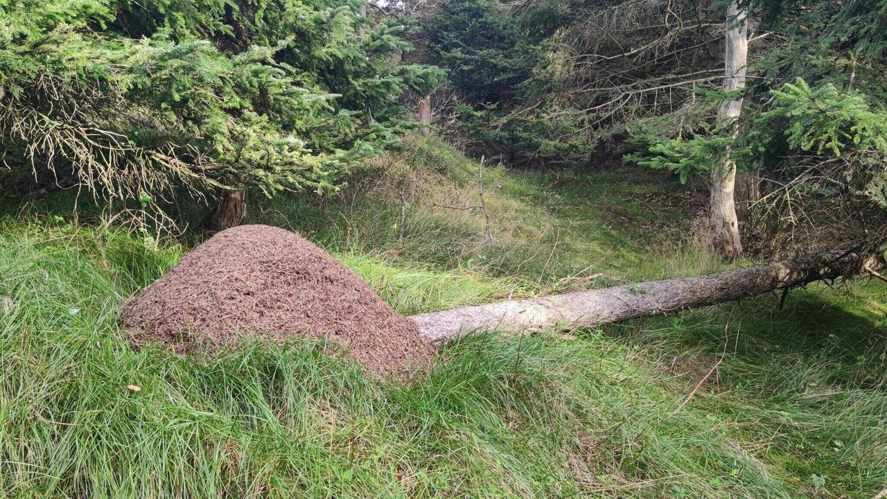 Photo of Others in Skallerup Klit