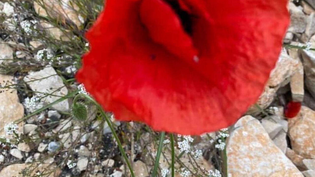 Photo of Others in Quartier des Espesses