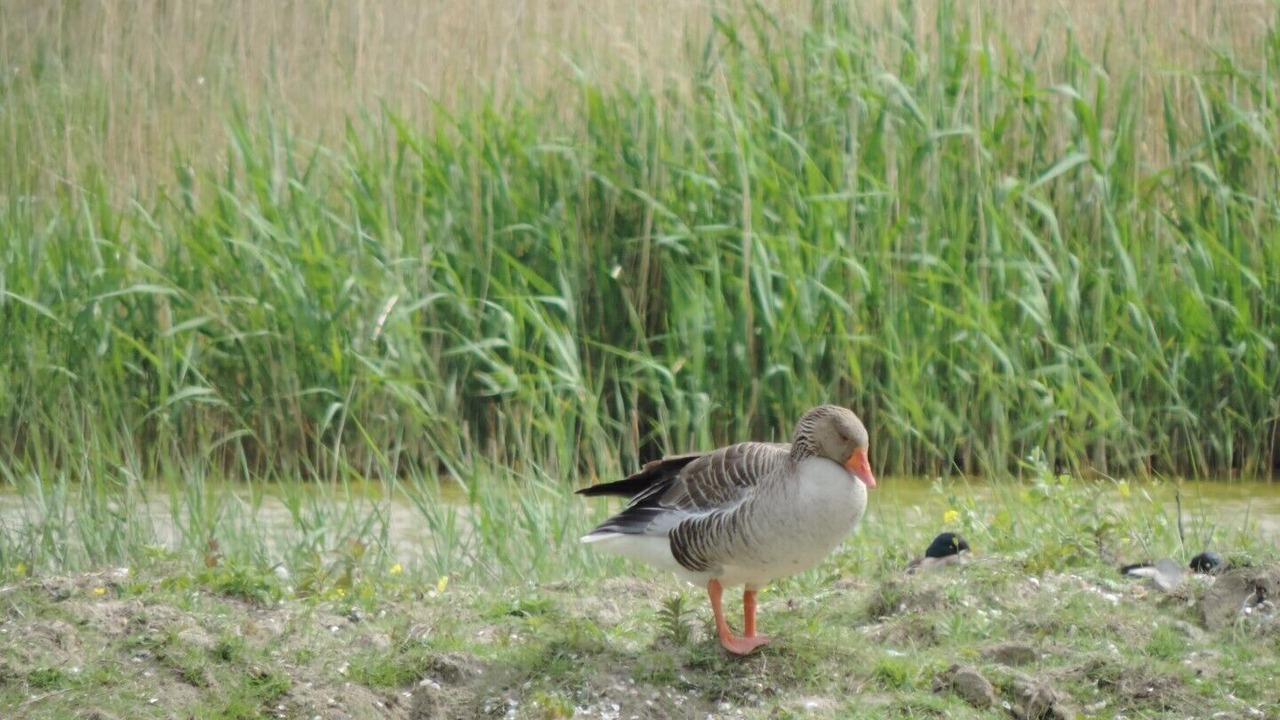 Photo of Others in Saint-Valery-sur-Somme