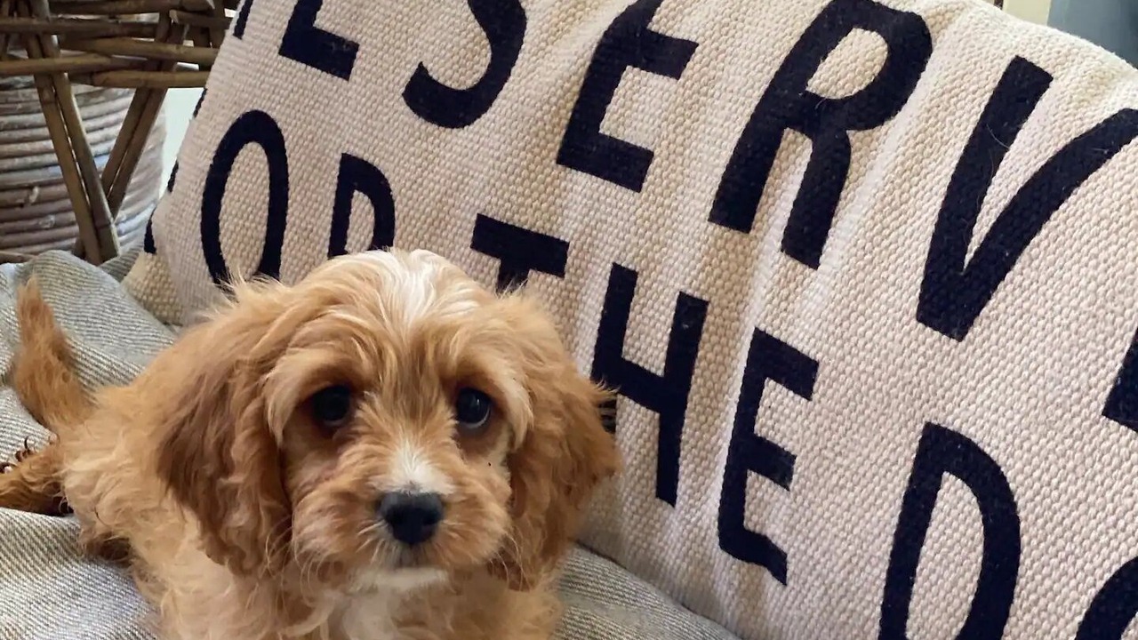 Photo of Others in O'connell