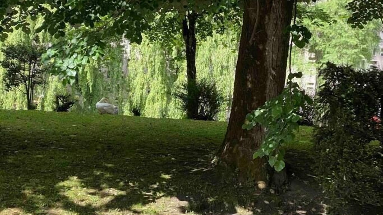 Photo of Others in Bagneres-de-Luchon