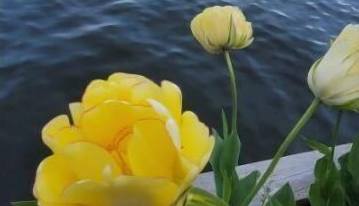 Photo of Outdoor in East Irondequoit