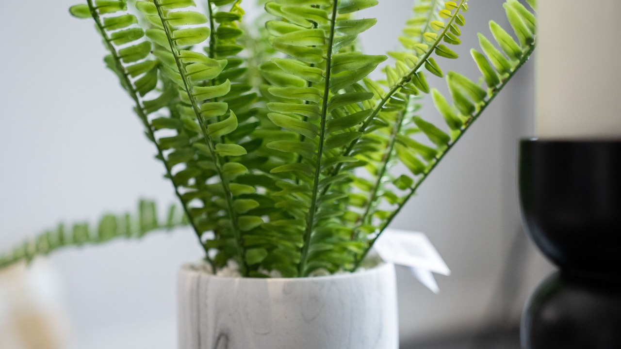 Photo of Bedroom in Linthouse