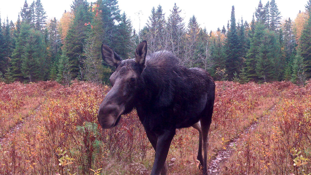 Photo of Others in Hastings Highlands