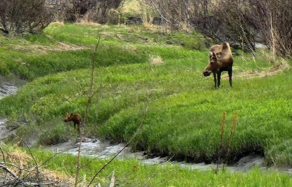Photo of Others in Kenai