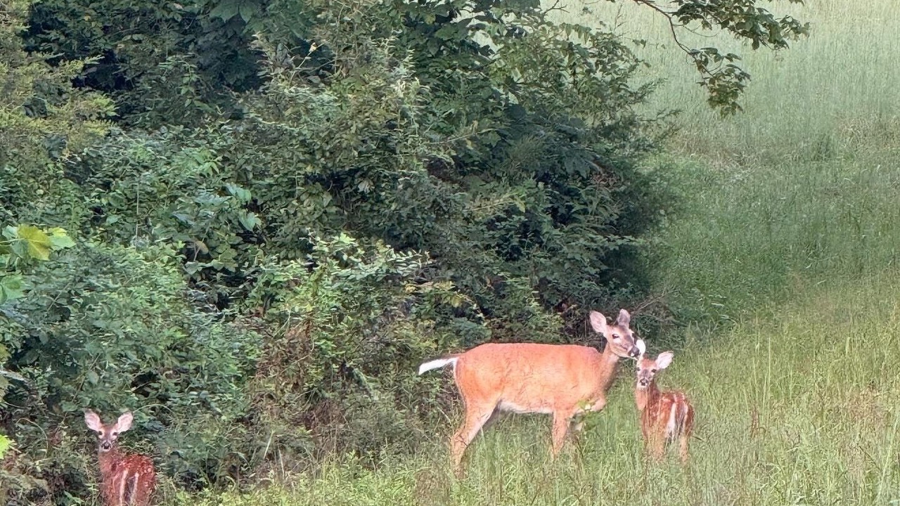 Photo of Others in Steelville