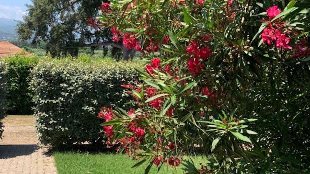 Photo of Outdoor in Taglio-Isolaccio