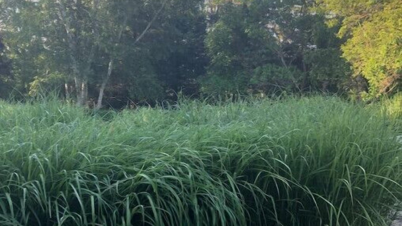 Photo of Outdoor in Bellport