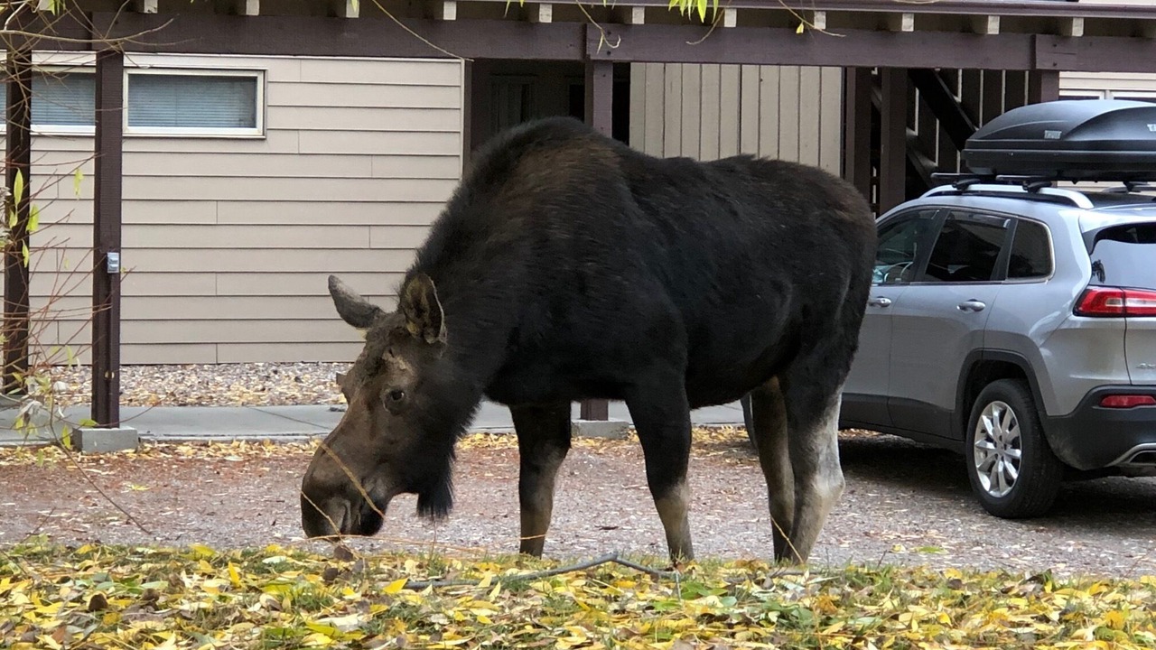Photo of Others in Moose Wilson Road