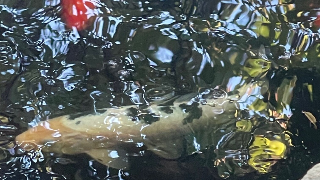 Photo of Others in Muskogee