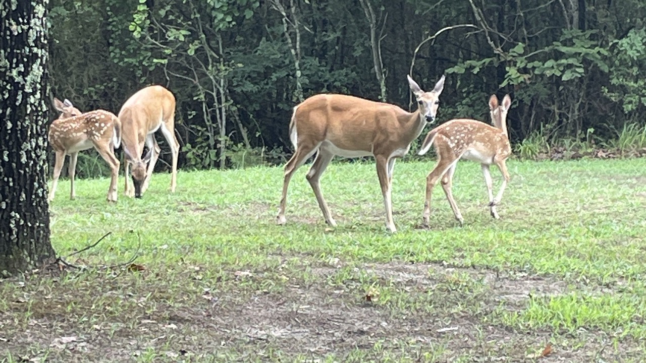 Photo of Outdoor in Watson