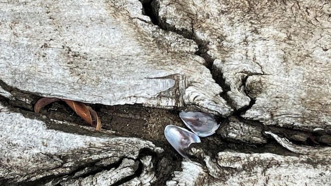 Photo of Outdoor in Cogra Bay