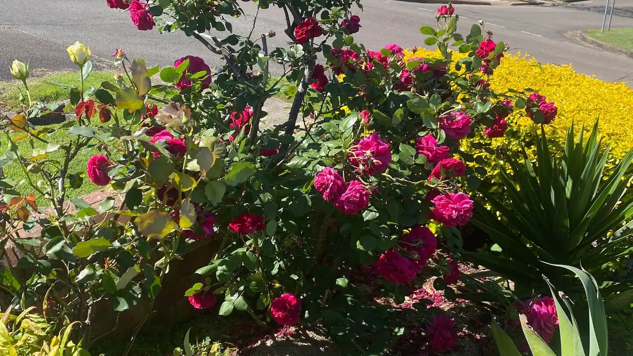 Photo of Outdoor in Cessnock