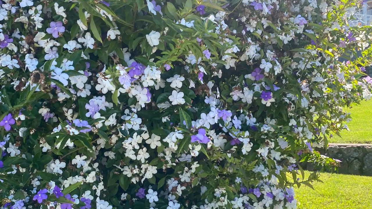 Photo of Outdoor in Cessnock