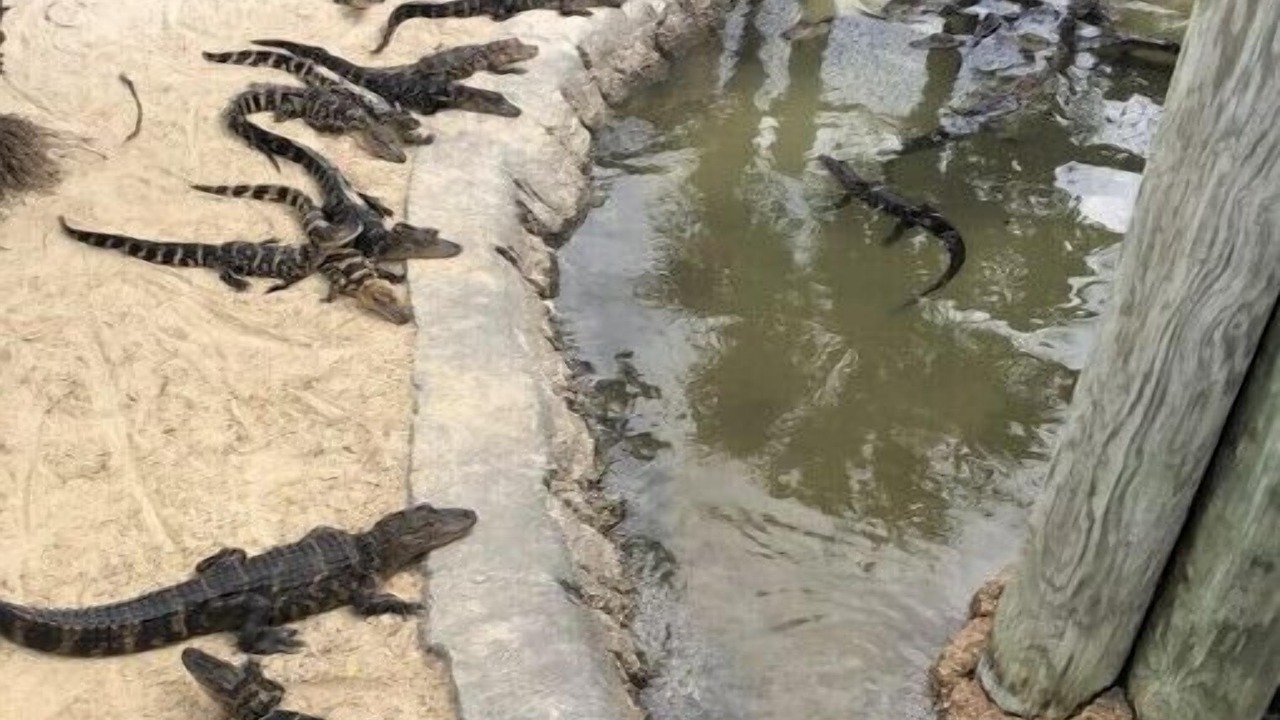 Photo of Outdoor in Bayonet Point