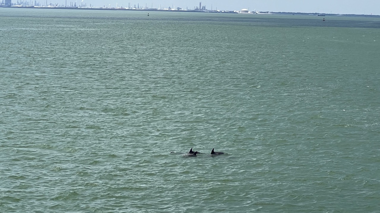 Photo of Others in Crystal Beach
