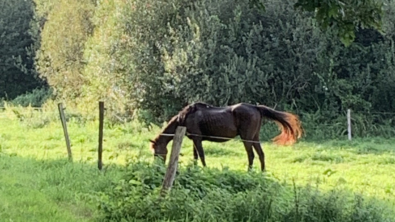 Photo of Outdoor in Saint-Jean-le-Thomas