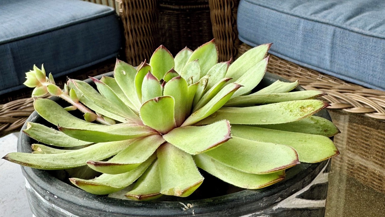 Photo of Outdoor in East Rochester