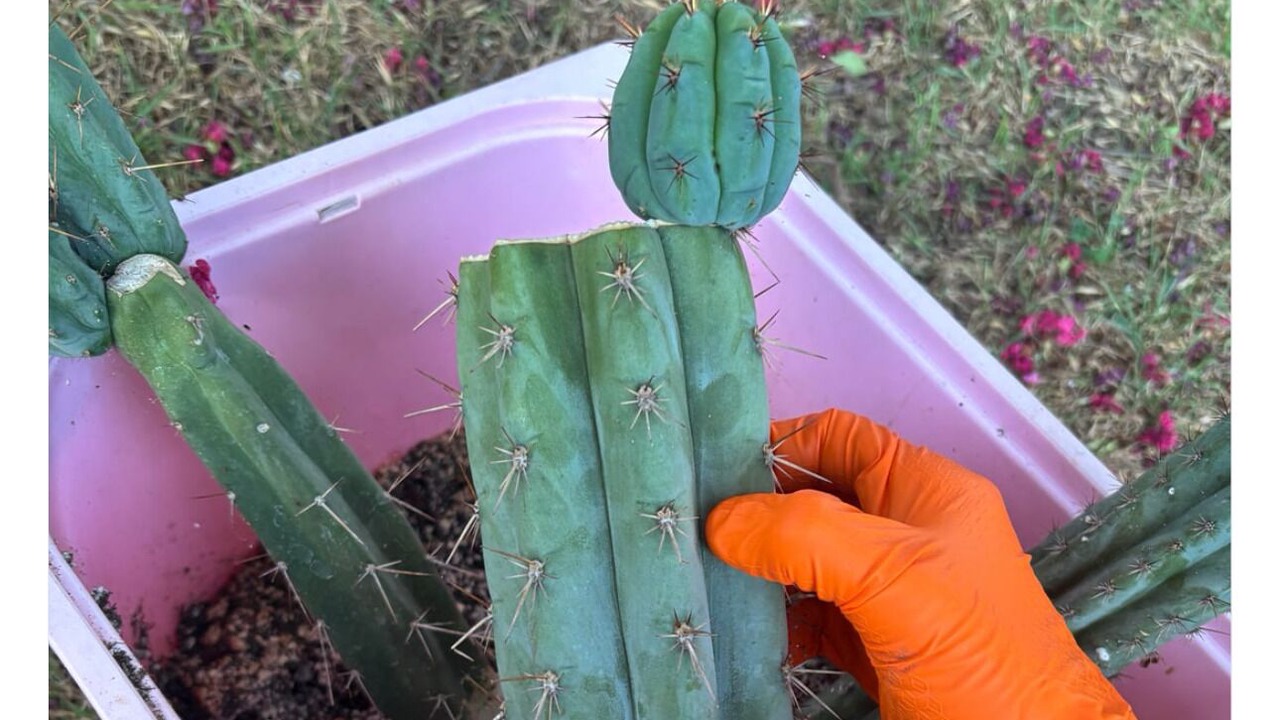 Photo of Others in North Beach