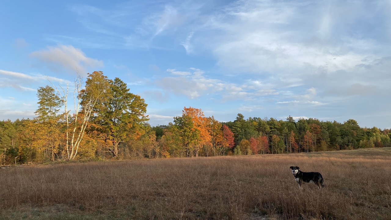 Photo of Others in North Berwick