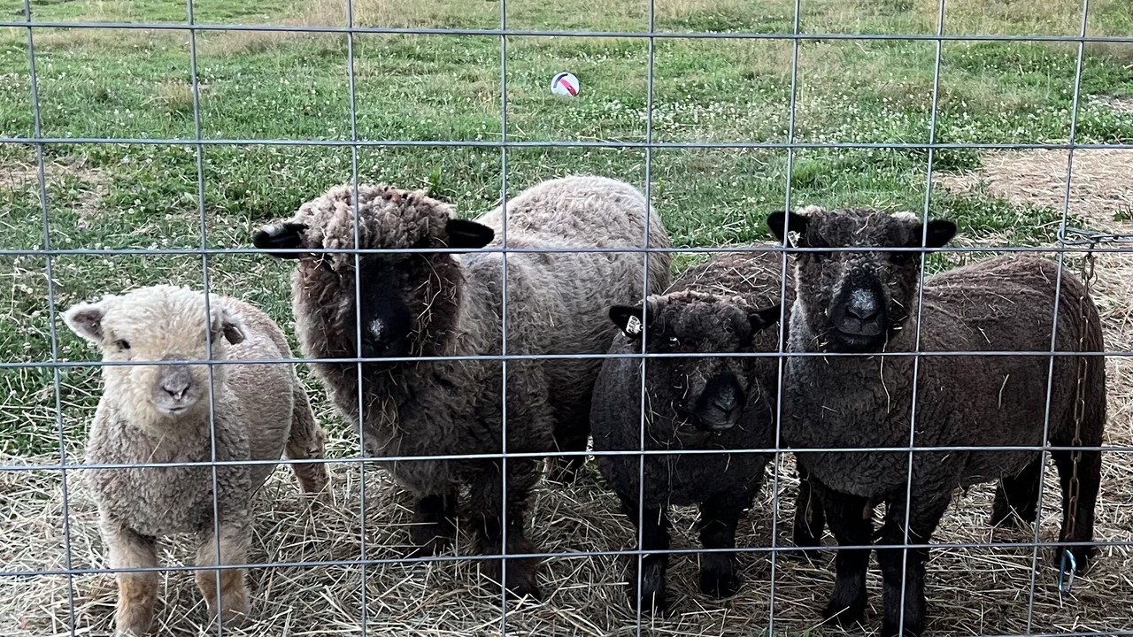 Photo of Others in North Berwick