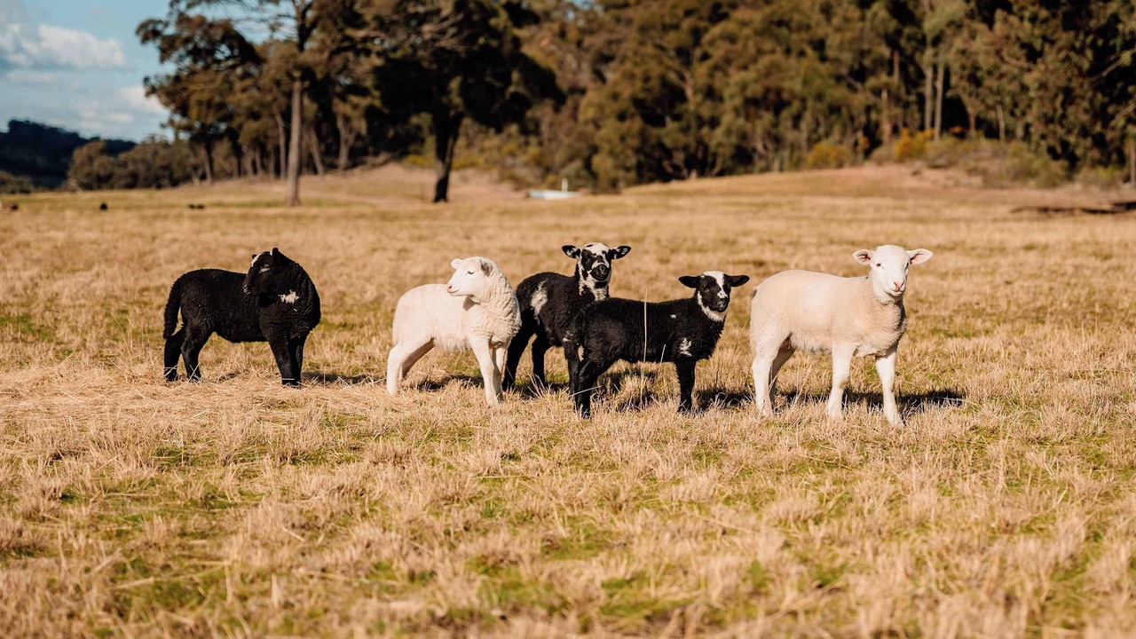 Photo of Others in Turill