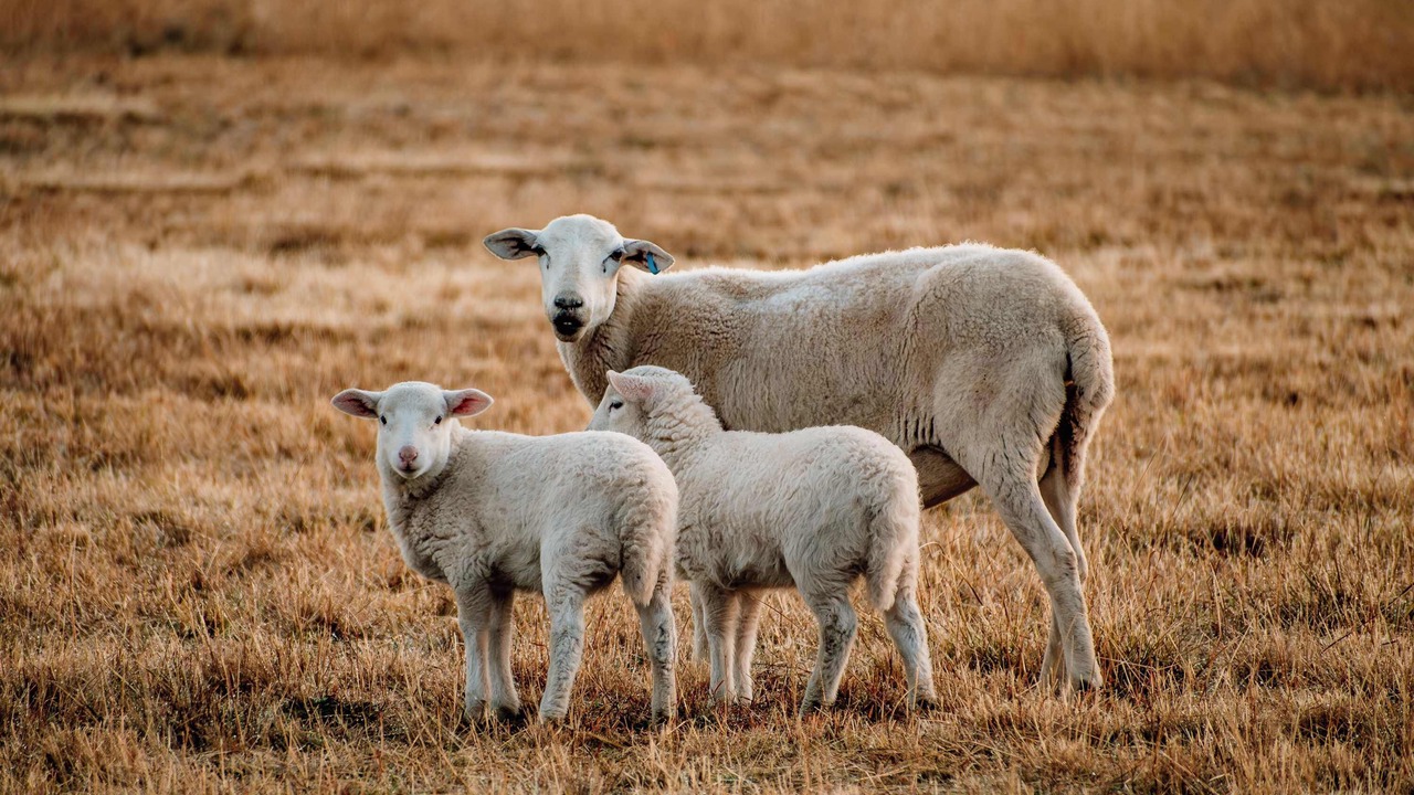 Photo of Others in Turill