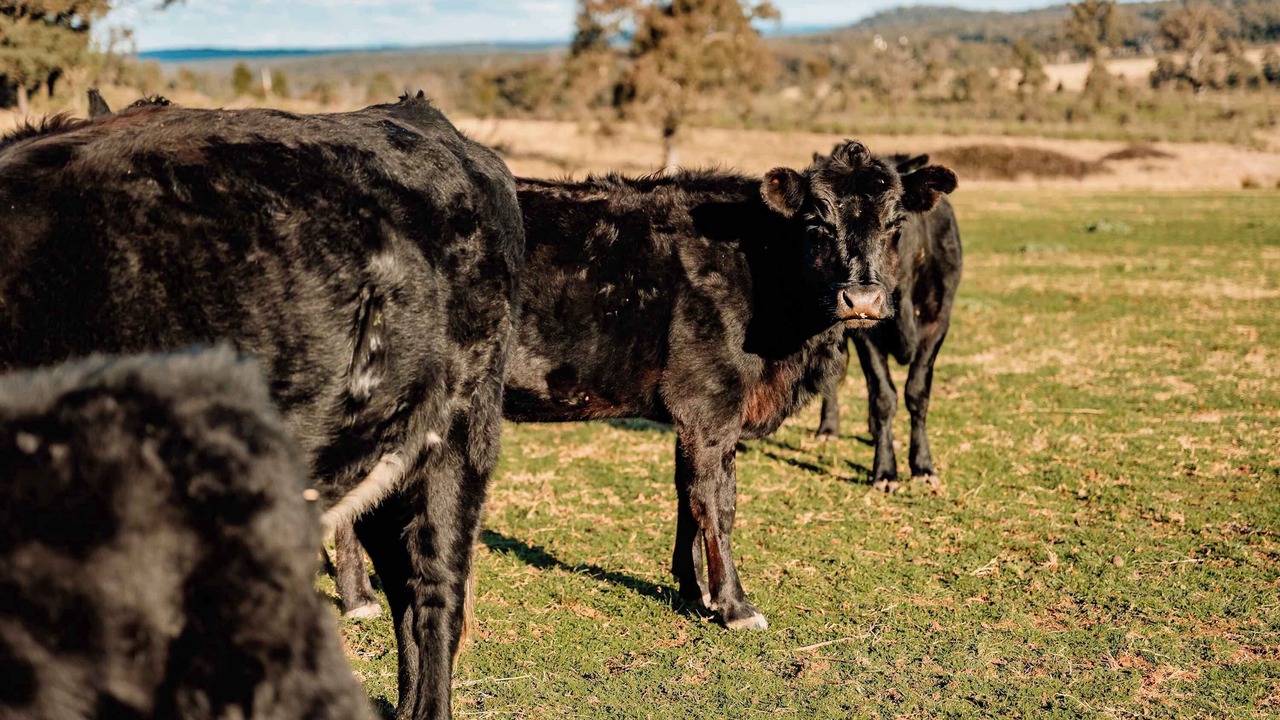 Photo of Others in Turill