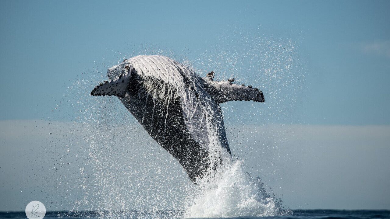 Photo of Others in Hastings Point