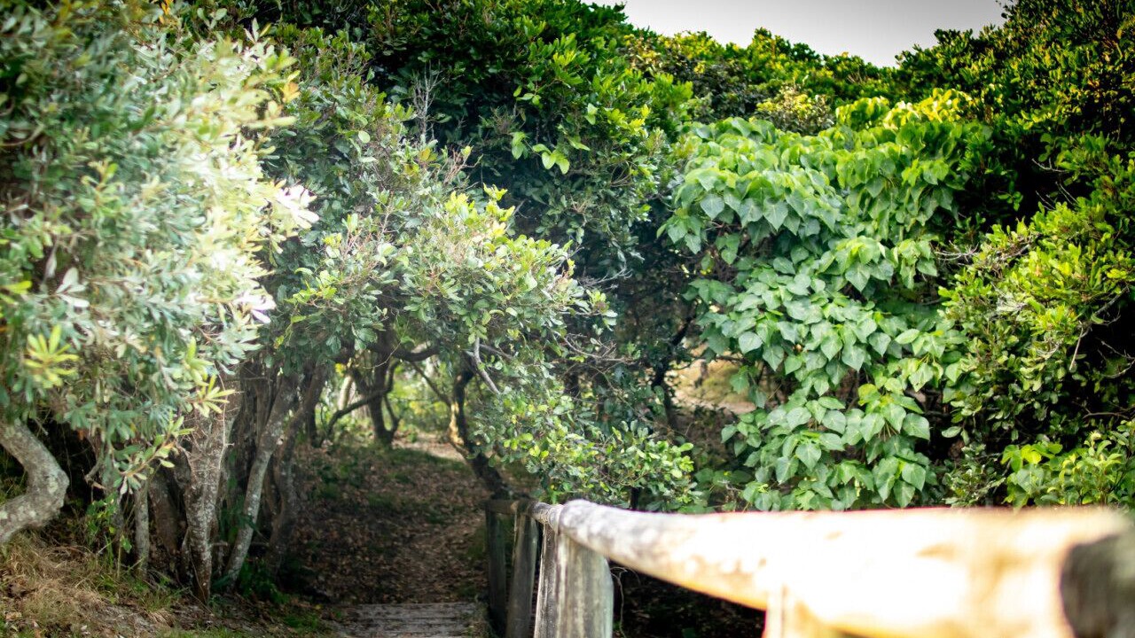 Photo of Others in Hastings Point