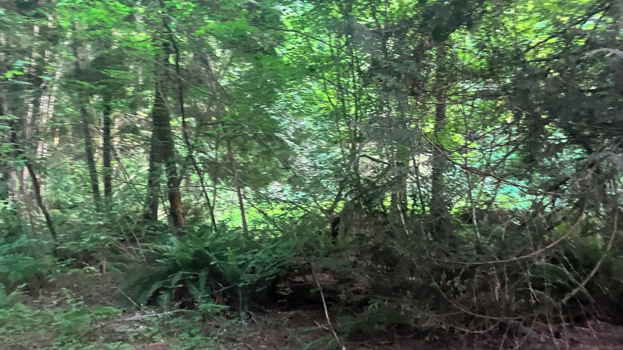 Photo of Outdoor in Mirrormont