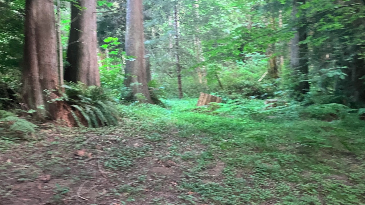 Photo of Outdoor in Mirrormont