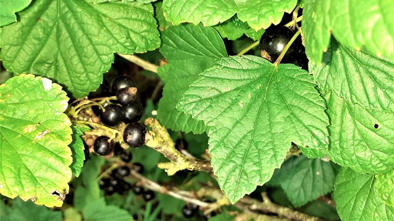 Photo of Others in Beaumont-le-Hareng