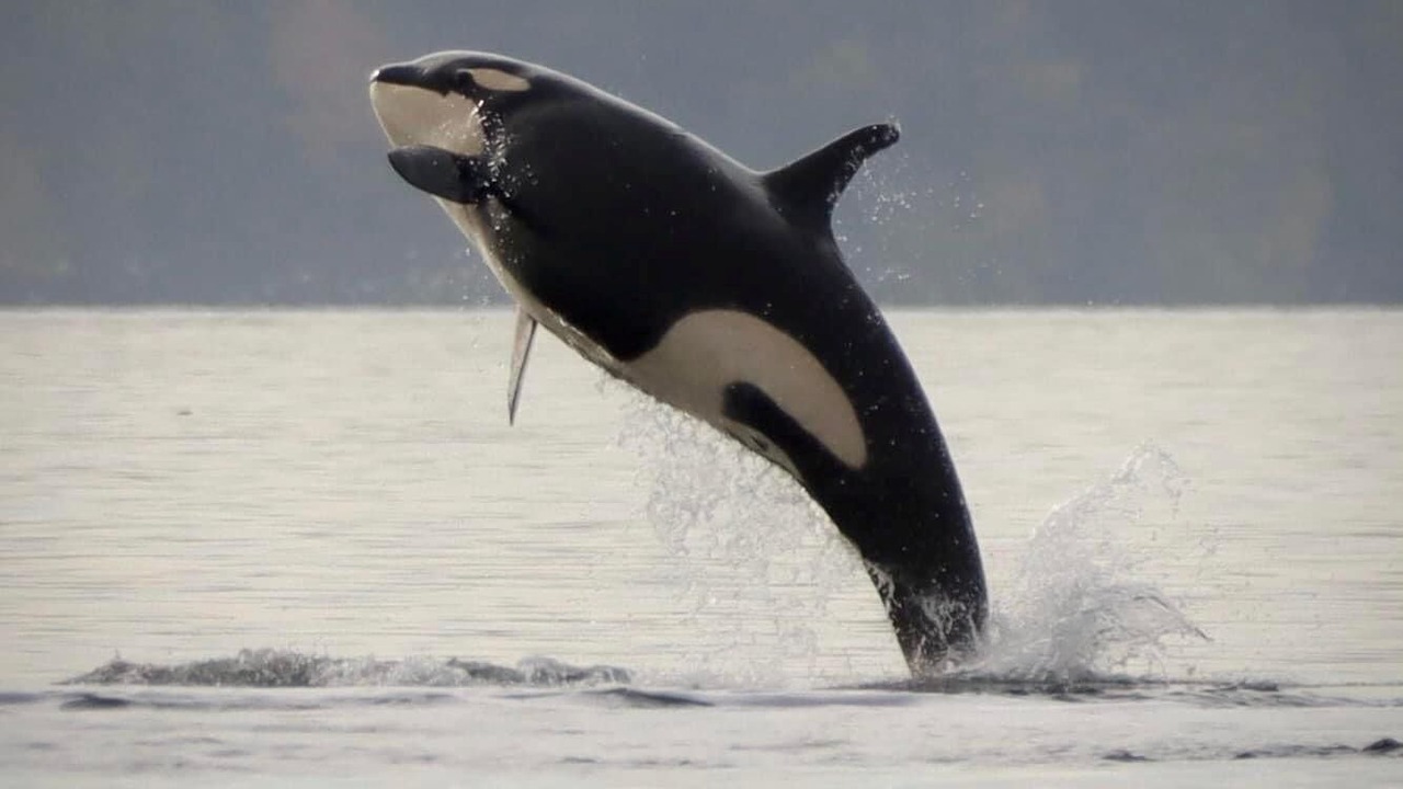 Photo of Others in Vashon Island